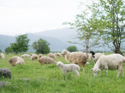 El sector lácteo de ovino reclama apoyos para asentar población rural
