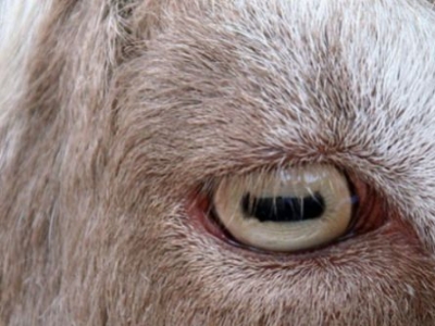 Los ojos de las ovejas: ventanas al alma del campo